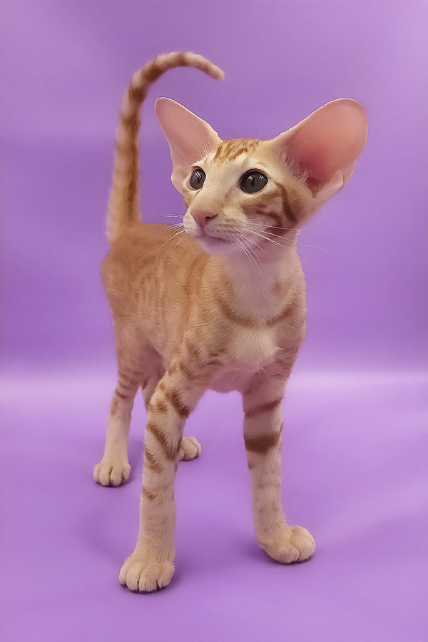 Tamerlane | Oriental Shorthair Kitten