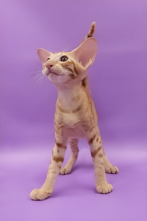 Tamerlane | Oriental Shorthair Kitten