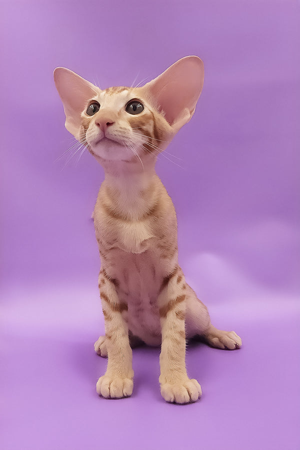 Tamerlane | Oriental Shorthair Kitten