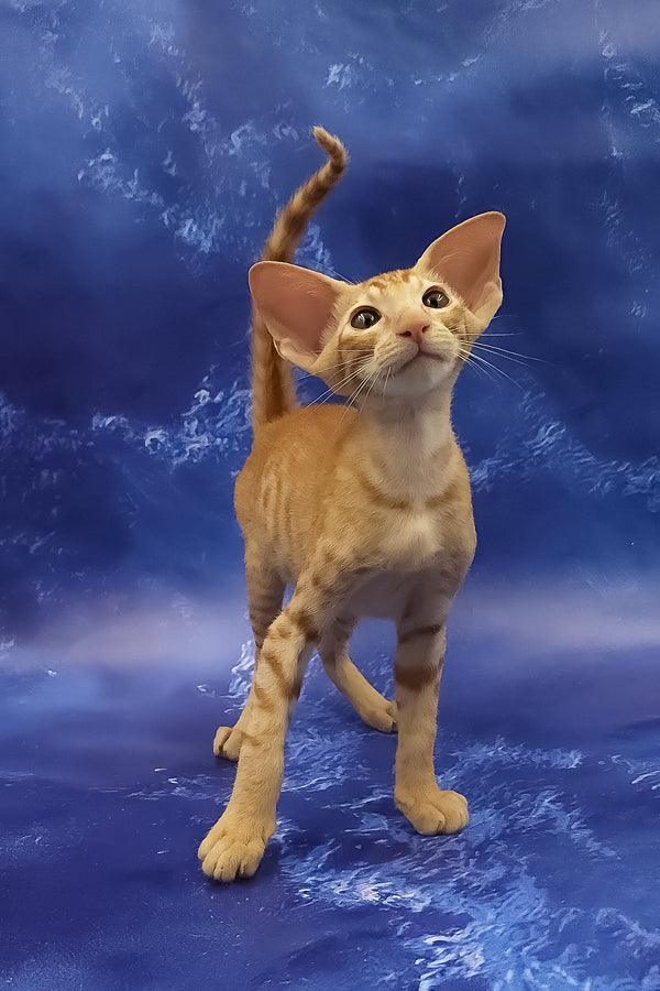 Tamerlane | Oriental Shorthair Kitten