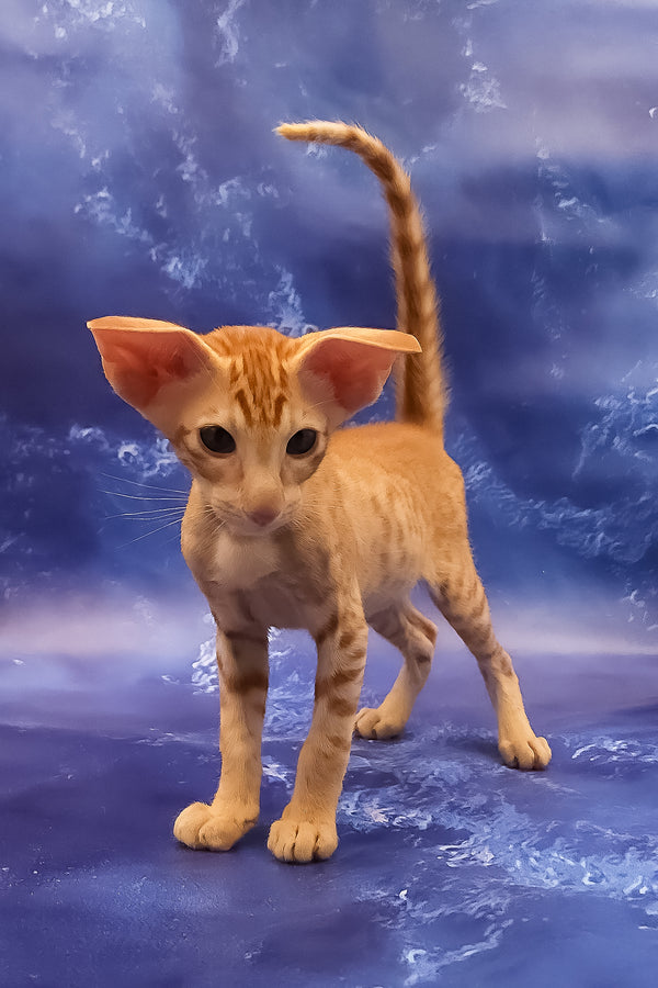 Tamerlane | Oriental Shorthair Kitten