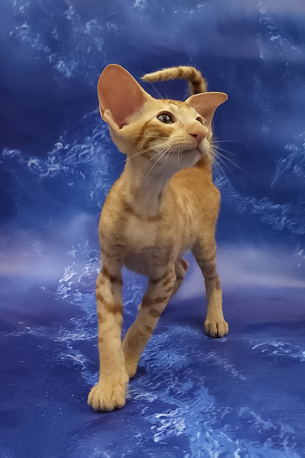 Tamerlane | Oriental Shorthair Kitten