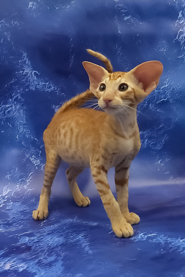 Tamerlane | Oriental Shorthair Kitten