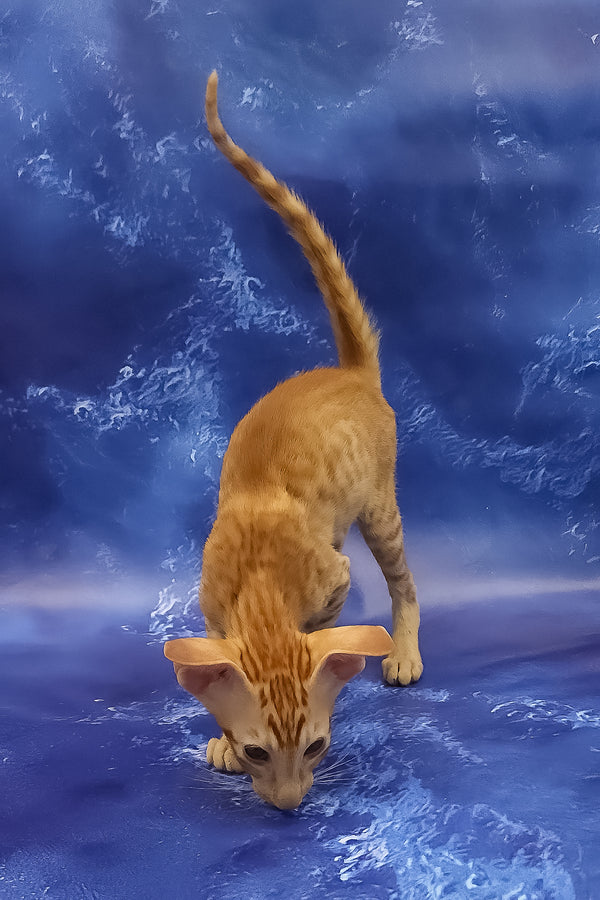 Tamerlane | Oriental Shorthair Kitten