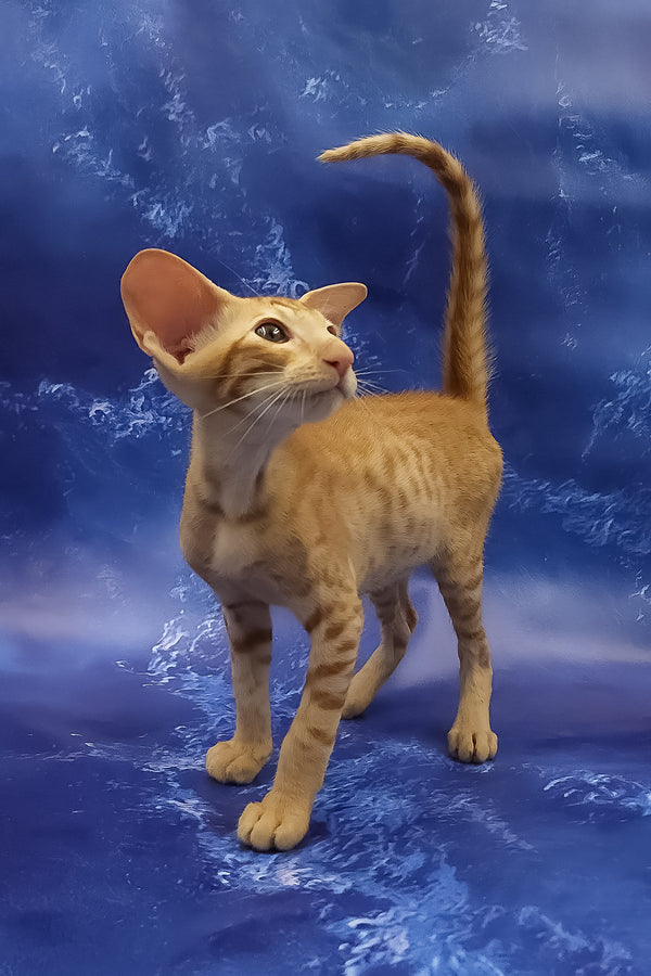 Tamerlane | Oriental Shorthair Kitten