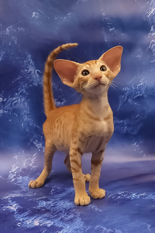 Tamerlane | Oriental Shorthair Kitten