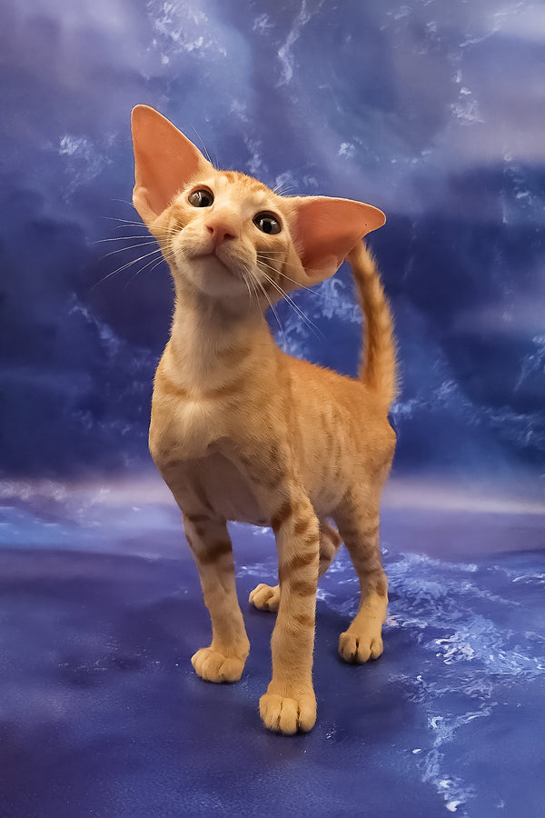 Tamerlane | Oriental Shorthair Kitten