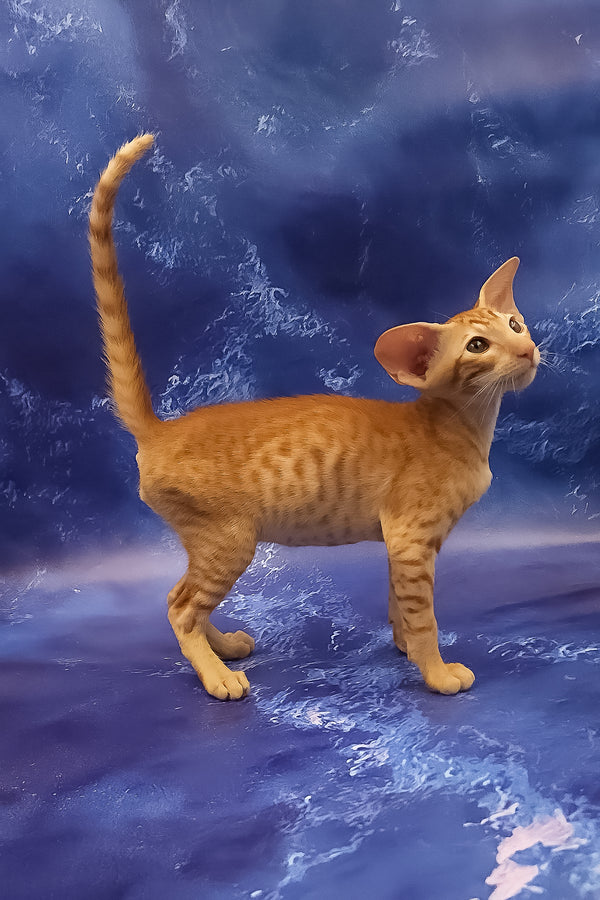 Tamerlane | Oriental Shorthair Kitten