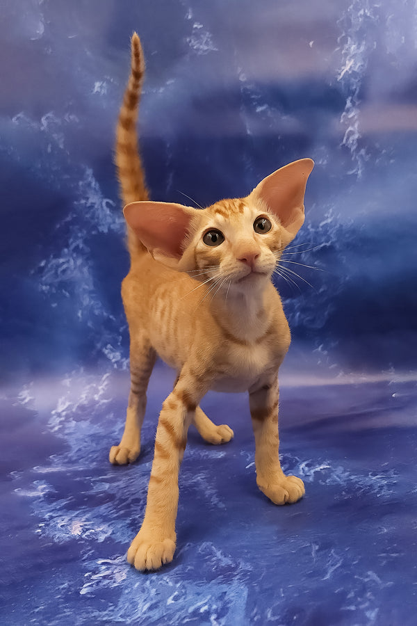 Tamerlane | Oriental Shorthair Kitten