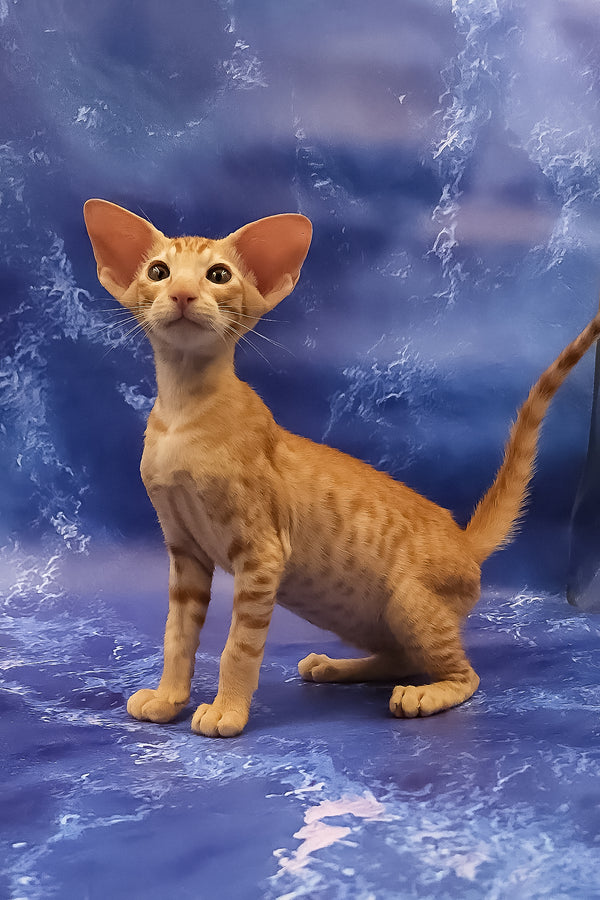 Tamerlane | Oriental Shorthair Kitten