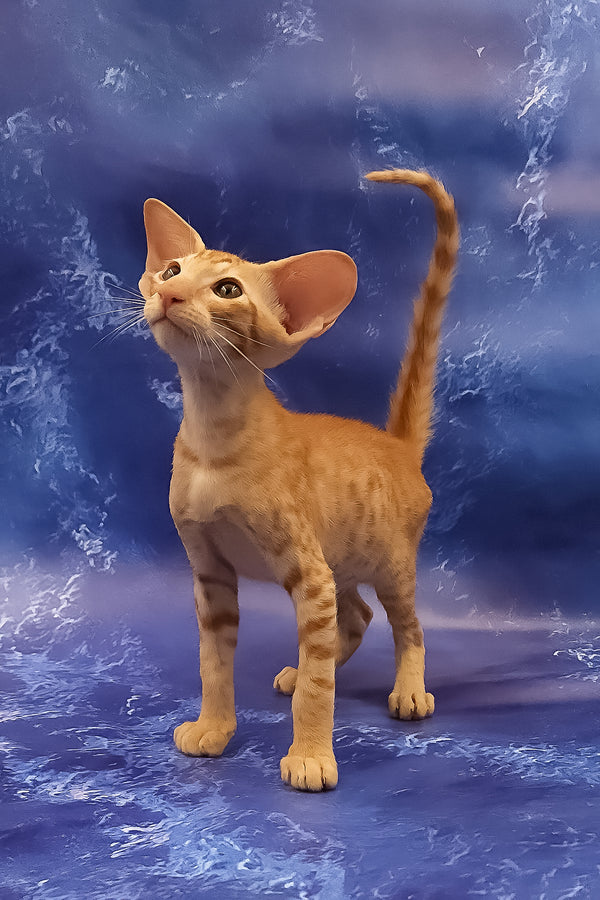Tamerlane | Oriental Shorthair Kitten