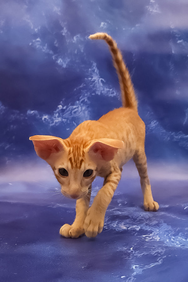 Tamerlane | Oriental Shorthair Kitten