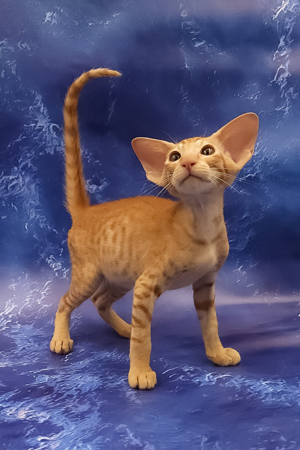 Tamerlane | Oriental Shorthair Kitten