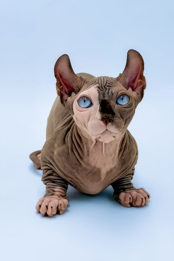 Tami | Dwelf Sphynx Kitten