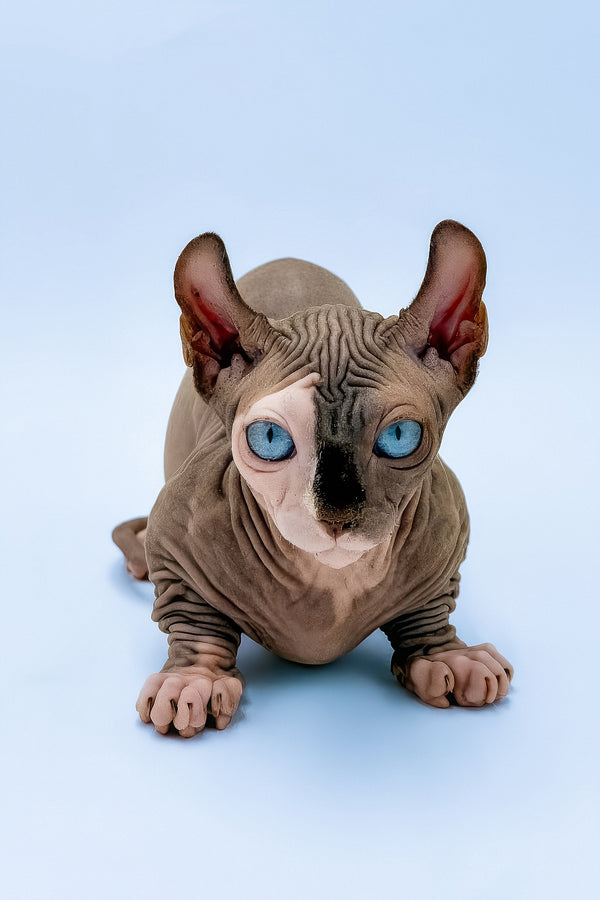 Tami | Dwelf Sphynx Kitten