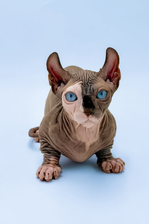 Tami | Dwelf Sphynx Kitten