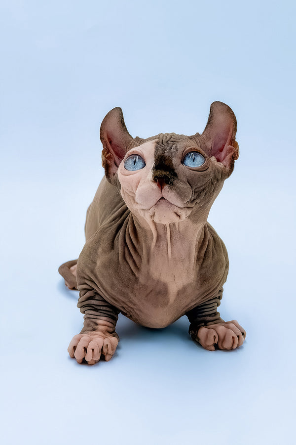 Tami | Dwelf Sphynx Kitten