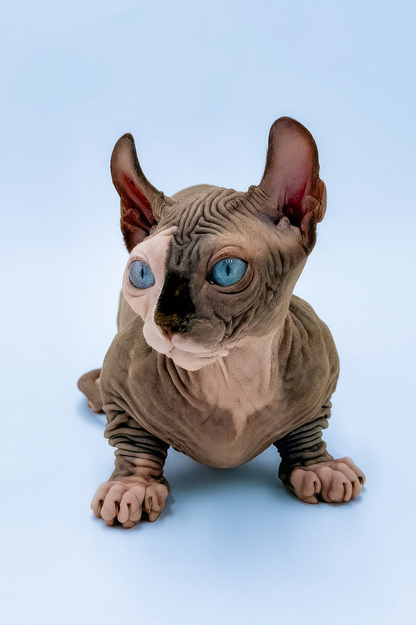 Tami | Dwelf Sphynx Kitten
