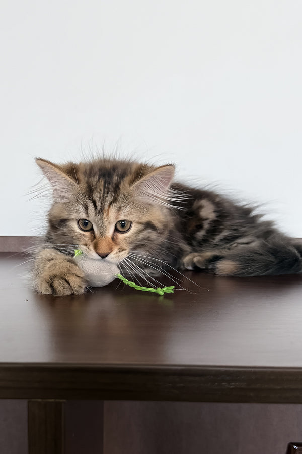 Tamina | Siberian Kitten