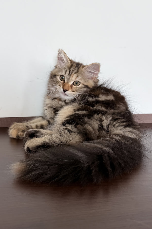 Tamina | Siberian Kitten