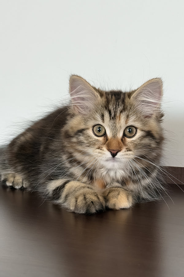 Tamina | Siberian Kitten
