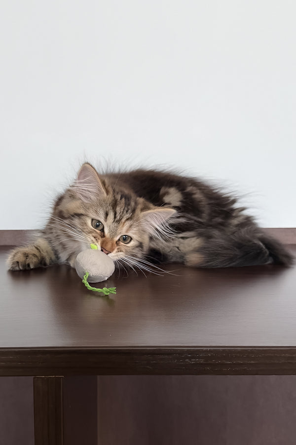 Tamina | Siberian Kitten