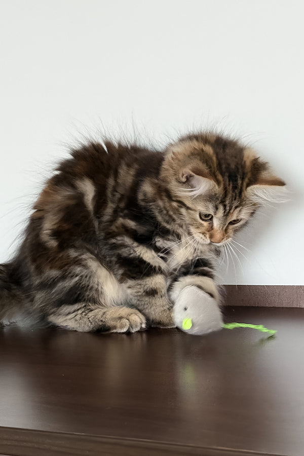 Tamina | Siberian Kitten