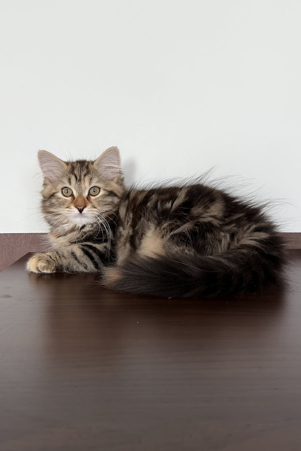 Tamina | Siberian Kitten