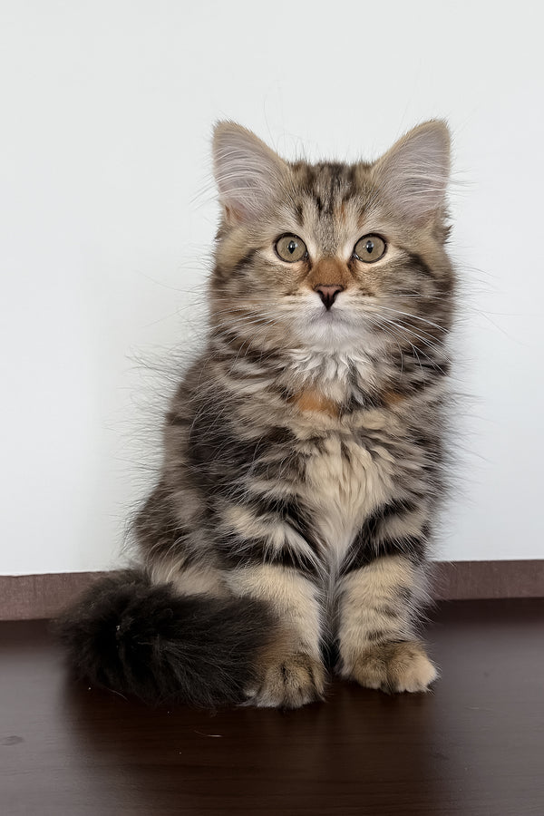 Tamina | Siberian Kitten