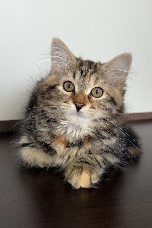 Tamina | Siberian Kitten