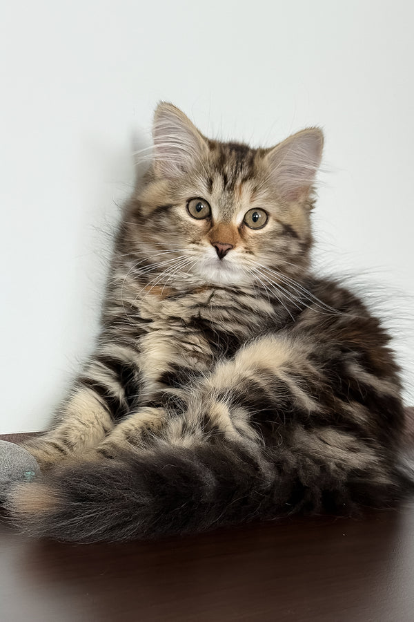 Tamina | Siberian Kitten