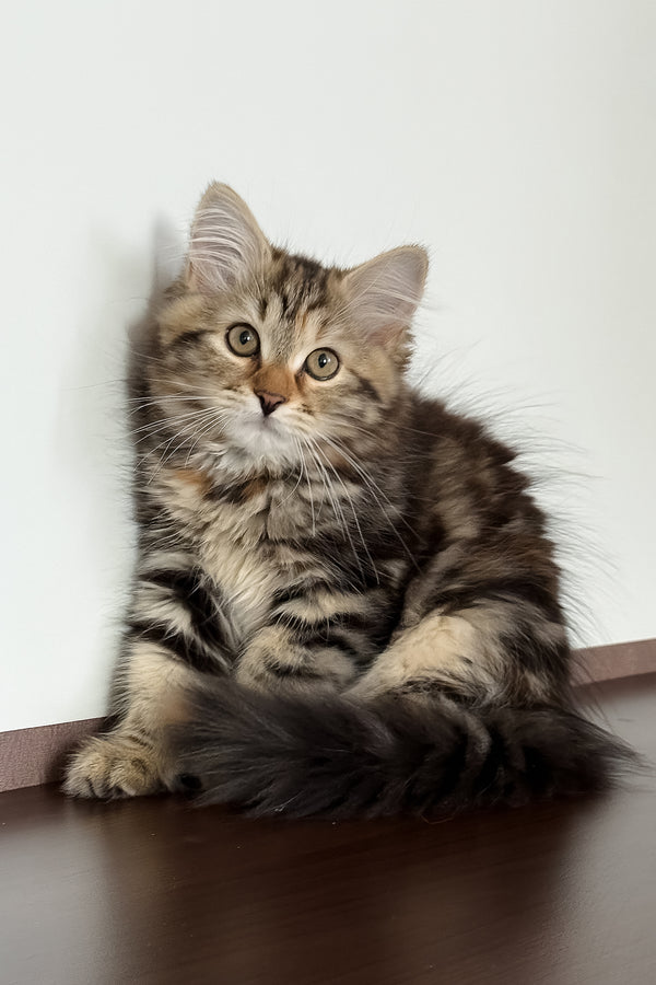 Tamina | Siberian Kitten