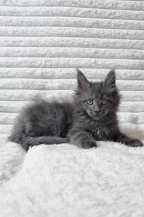Tanya | Maine Coon Kitten