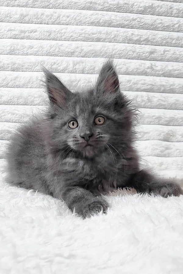 Tanya | Maine Coon Kitten