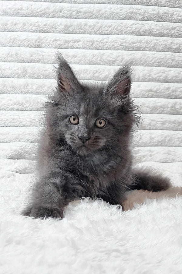 Tanya | Maine Coon Kitten