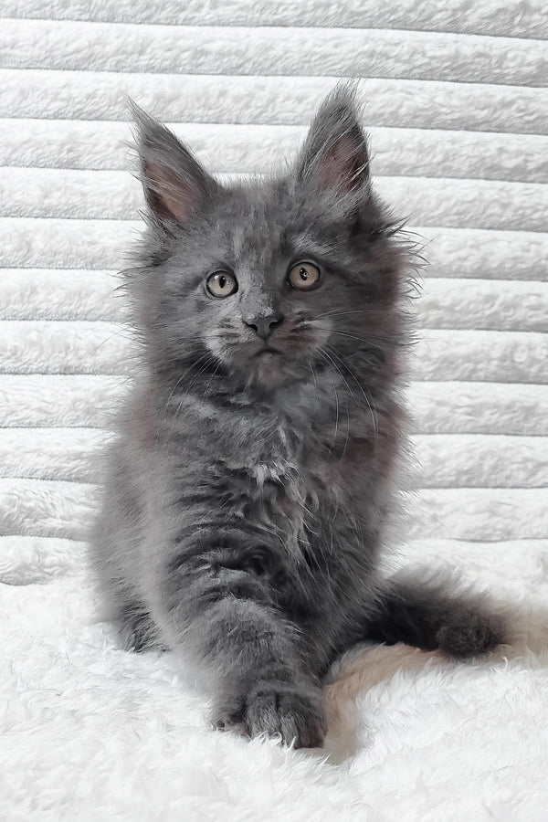 Tanya | Maine Coon Kitten
