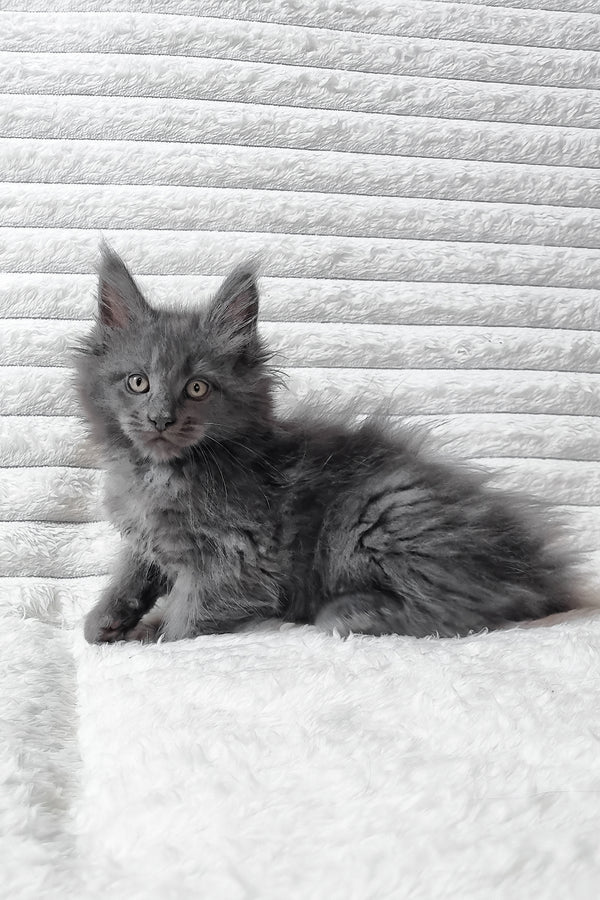Tanya | Maine Coon Kitten