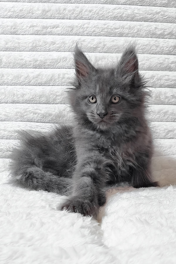Tanya | Maine Coon Kitten