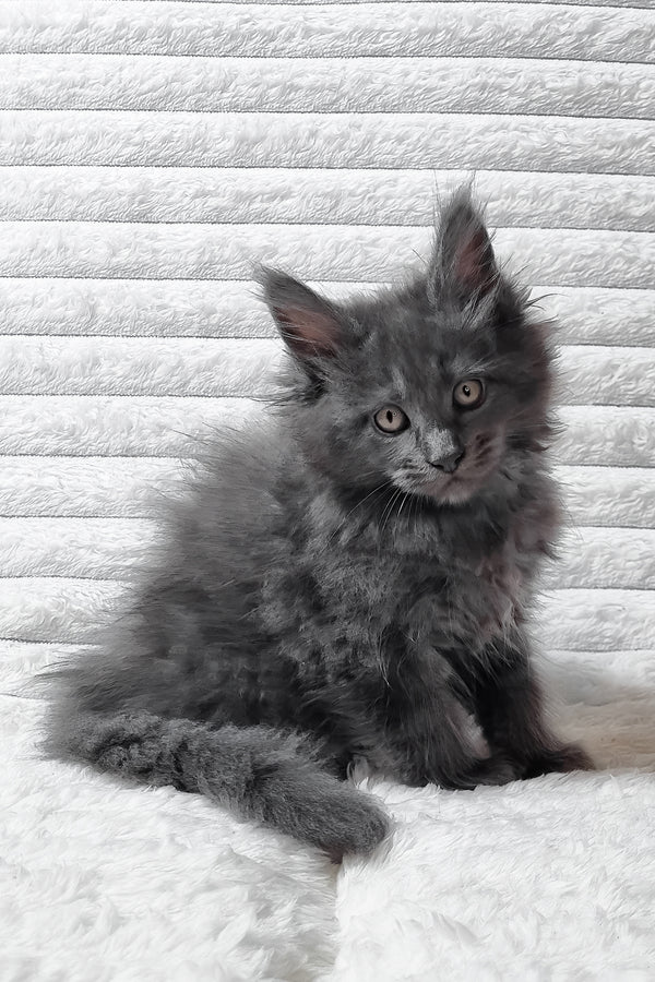 Tanya | Maine Coon Kitten