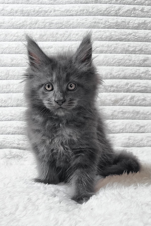 Tanya | Maine Coon Kitten