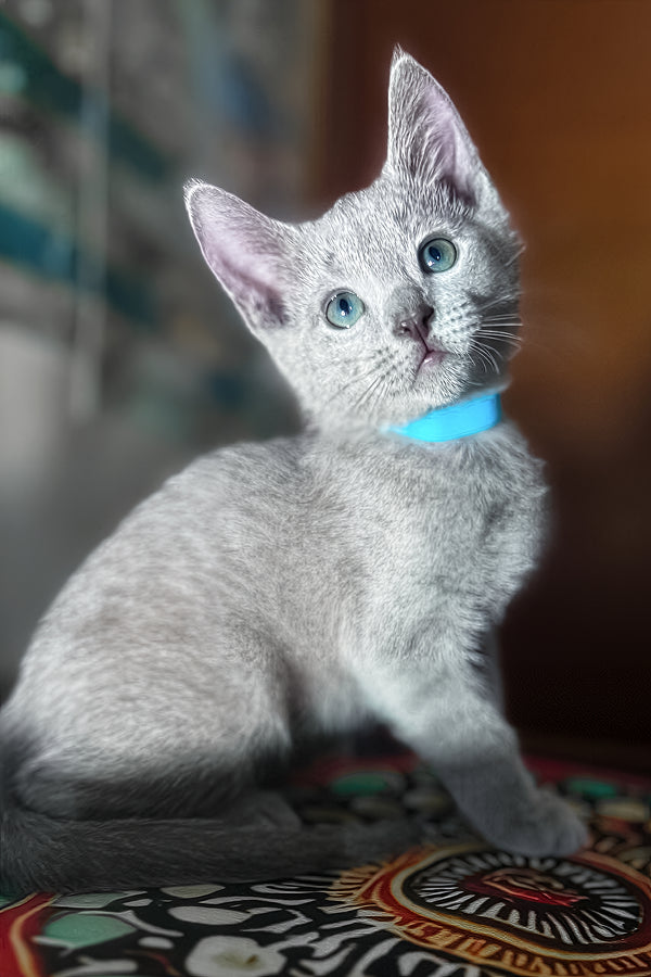 Taras | Russian Blue Kitten