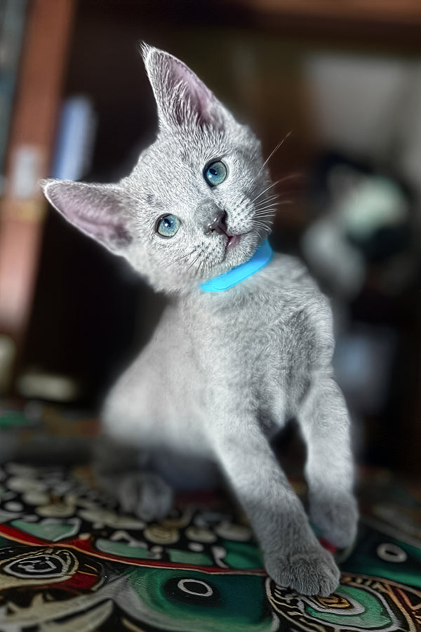 Taras | Russian Blue Kitten