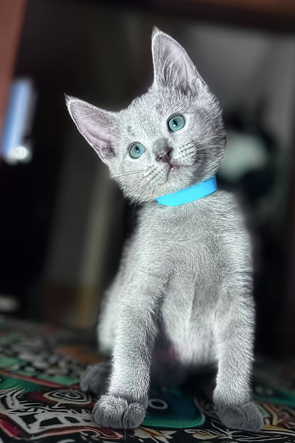 Taras | Russian Blue Kitten