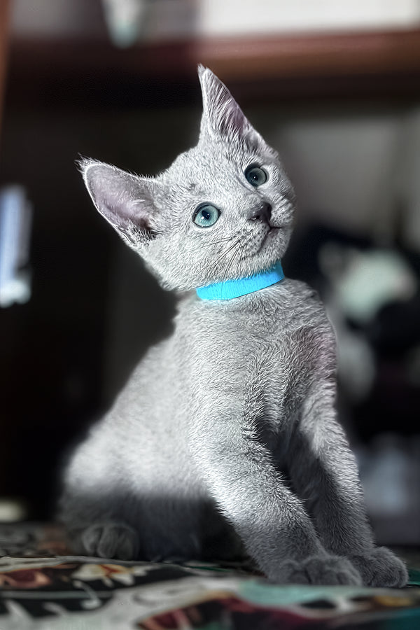 Taras | Russian Blue Kitten