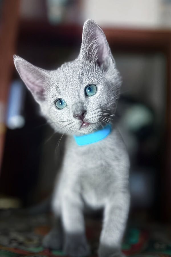 Taras | Russian Blue Kitten