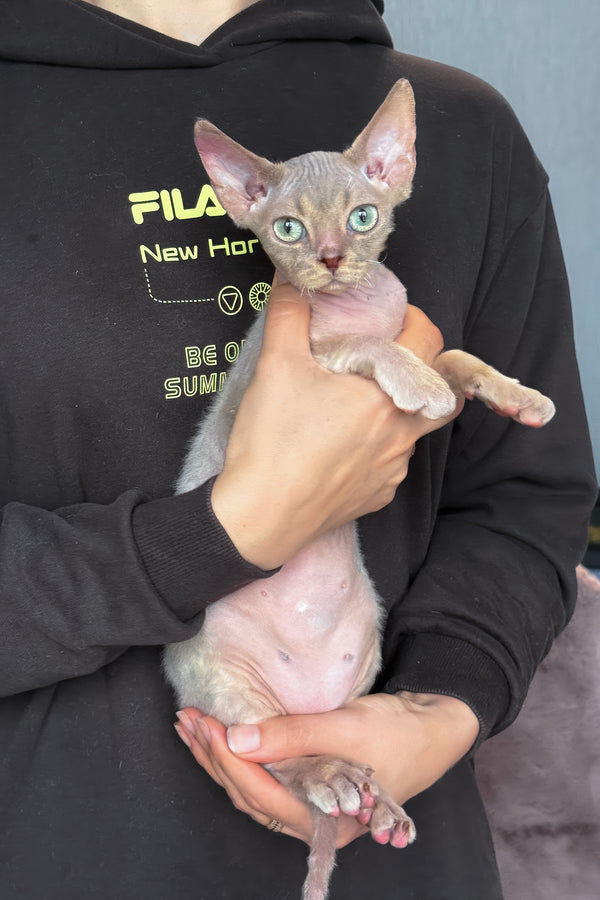 Taurus | Devon Rex Kitten
