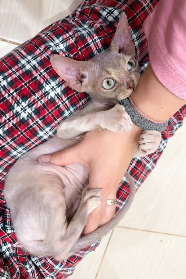Taurus | Devon Rex Kitten