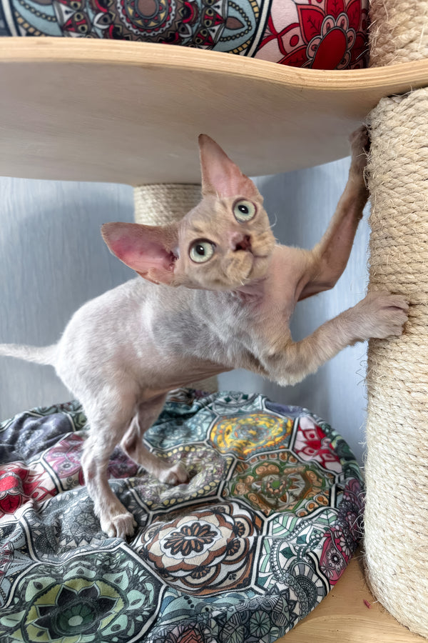 Taurus | Devon Rex Kitten