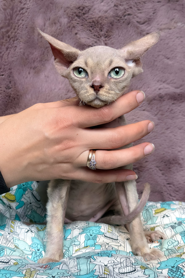 Taurus | Devon Rex Kitten