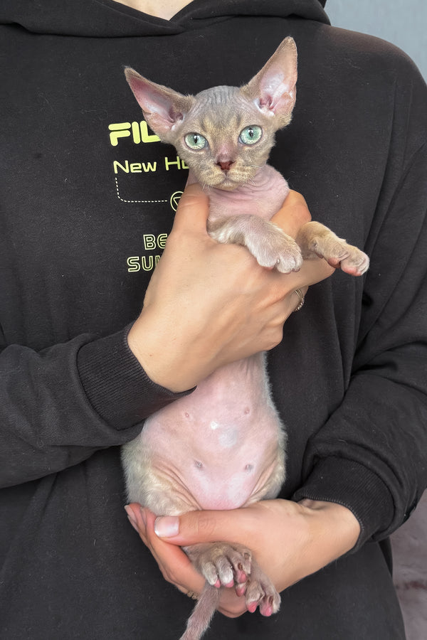 Taurus | Devon Rex Kitten